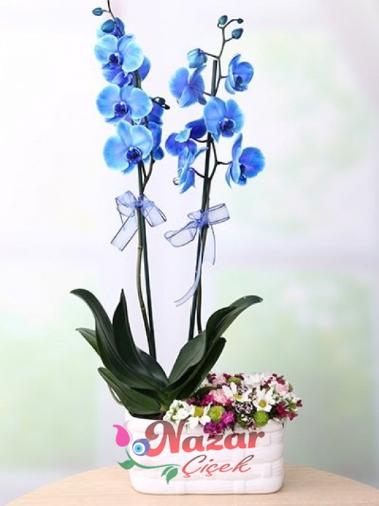 Mavi Orkide  Kır Çiçeği Arajmanı