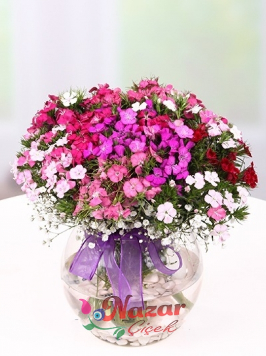 Fanusta Hüsnüyusuflar