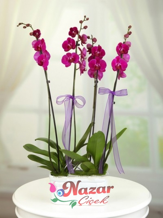 4 LÜ Mor Orkide
