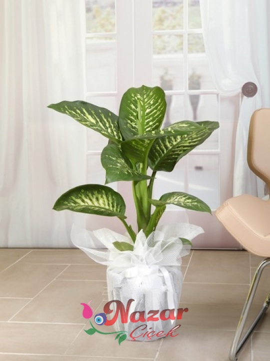 Difenbahya Saksı Çiçeği