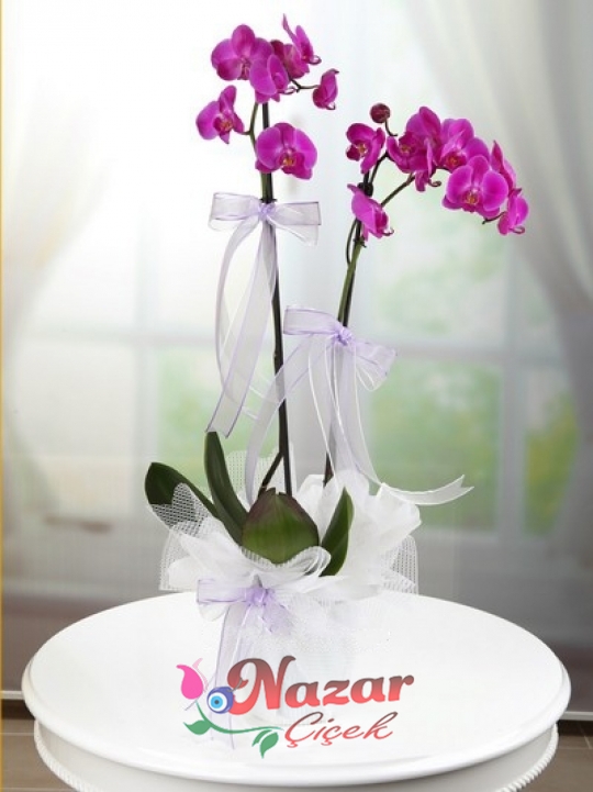 2 Dal Mor Orkide Deluxe