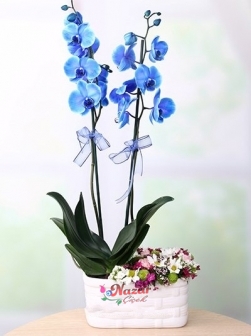 Mavi Orkide  Kır Çiçeği Arajmanı