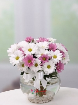 Pembe ve Beyaz Papatya